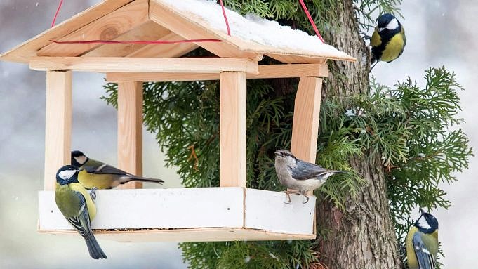 25 Migliori Mangiatoie Per Uccelli Fai-da-te Per Tutti I Tipi Di Cortili E Giardini